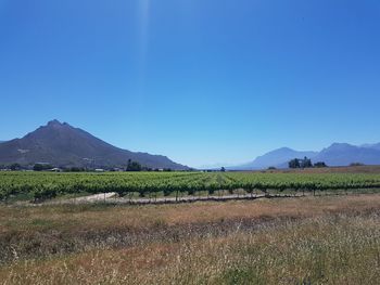 Scenic view of field against clear blue sky