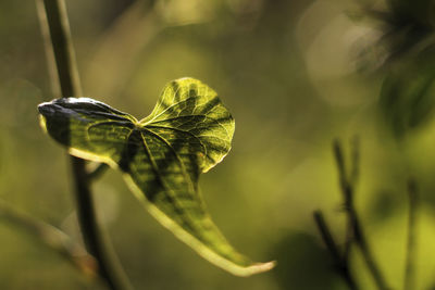 Close-up of green leaves