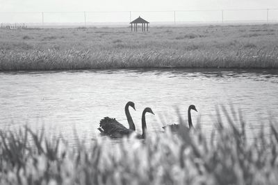 View of a duck swimming in lake