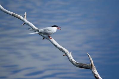 High angle view of tern perching on branch against lake