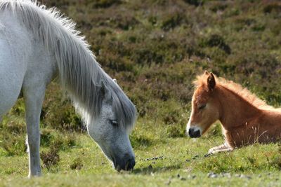 Horses on field