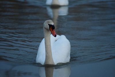 Swan swimming in lake