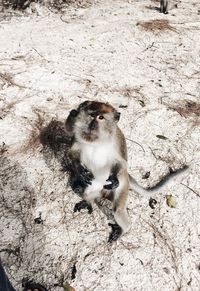 High angle view of monkey sitting outdoors