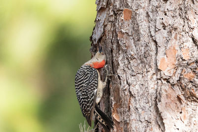 Close-up of a bird perching on tree trunk