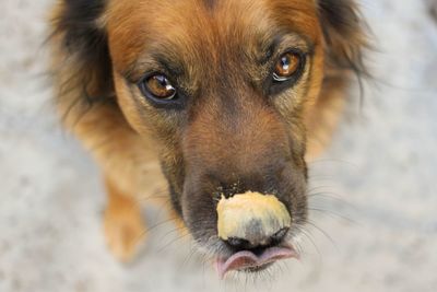 Portrait of a dog