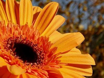 Close-up of orange flowering plant