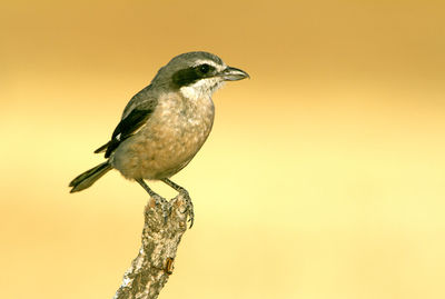 Close-up of bird perching on a branch