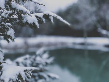 Snow covered plants against blurred background