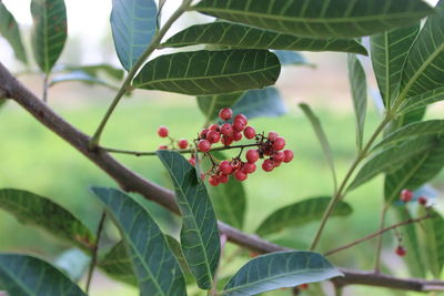 Close-up of red berries growing on tree