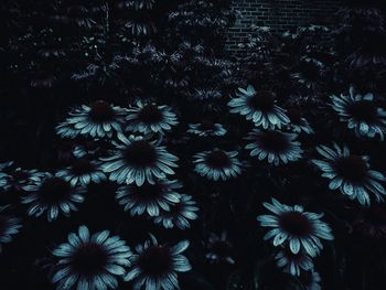 Full frame shot of flowering plants