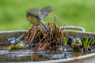 Close-up of bird in lake