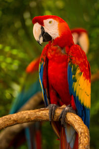 Close-up of parrot perching on branch