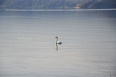 Swan swimming in lake