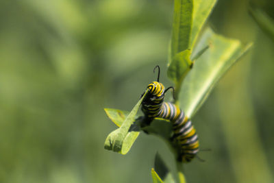 Close-up of caterpillar on a leaf