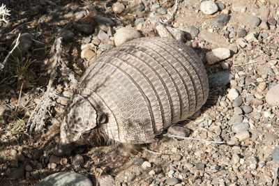 Close-up of lizard on field