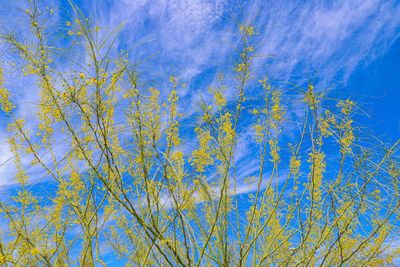 Low angle view of tree against blue sky