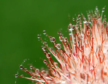 Close-up of wet flower blooming outdoors