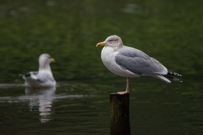 Seagull perching on wooden post