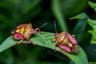 Close-up of grasshopper on leaf