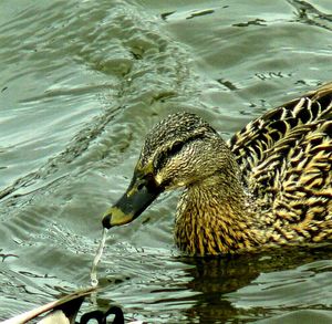 View of swimming in water