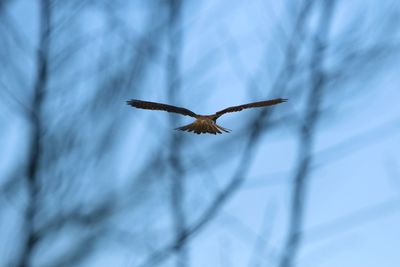 Close-up of a kestrel hovering  against blue  sky