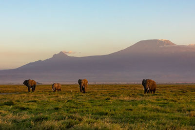 Horses grazing on field