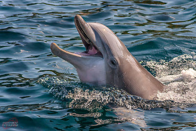 Dolphin swimming in sea