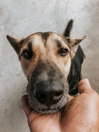 Close-up of hand holding dog
