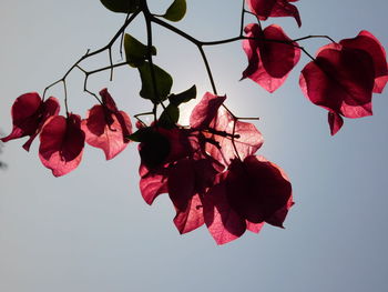 Low angle view of bougainvillea blooming against clear sky