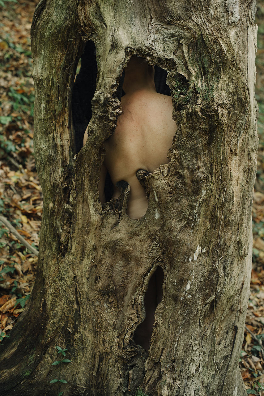 trunk, tree trunk, tree, close-up, plant, nature, growth, wood - material, plant bark, no people, day, textured, mushroom, rough, fungus, vegetable, outdoors, hole, bark, toadstool