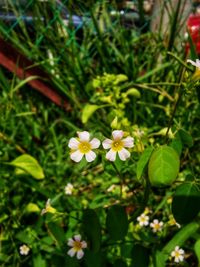 Close-up of white flowering plants on field