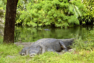 American alligator latin name alligator mississippiensis