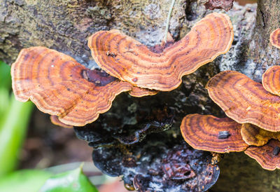 High angle view of mushrooms growing on tree trunk
