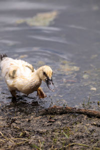 Adolescent juvenile muscovoy duckling cairina moschata before feathers are fully formed in naples