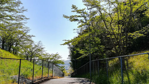 Narrow footbridge along plants and trees against sky