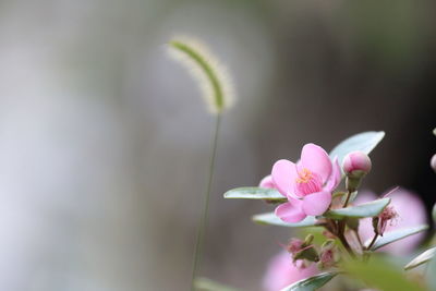 Close-up of pink flowers blooming outdoors