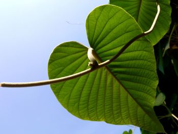 Low angle view of green plant against sky