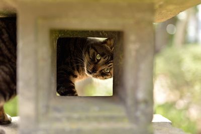 Close-up of cat in stone lantern