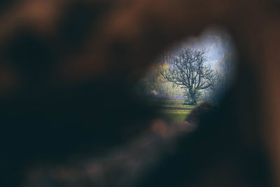 Close-up of bare tree on field against sky