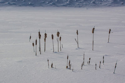 High angle view of wooden posts on snow covered field