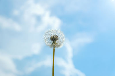 Low angle view of dandelion against sky