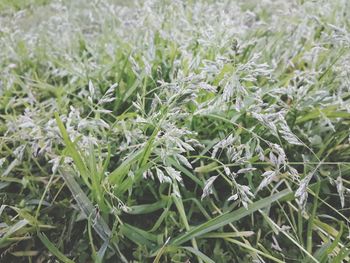 Full frame shot of green leaves