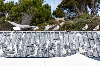 Seagulls perching on fish