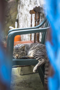 Cat sleeping in a dog