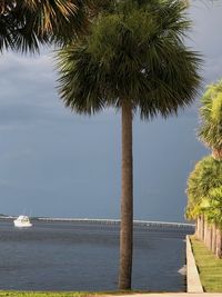 Palm tree by sea against sky