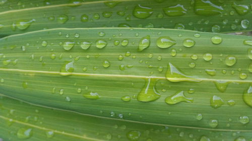 Full frame shot of raindrops on leaf