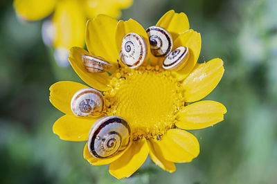 Close-up of wet yellow flower