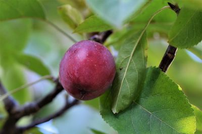 Close-up of apple growing on tree