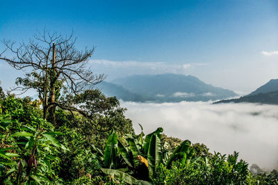 Scenic view of trees and mountains against sky