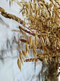 Close-up of dried plant on snow